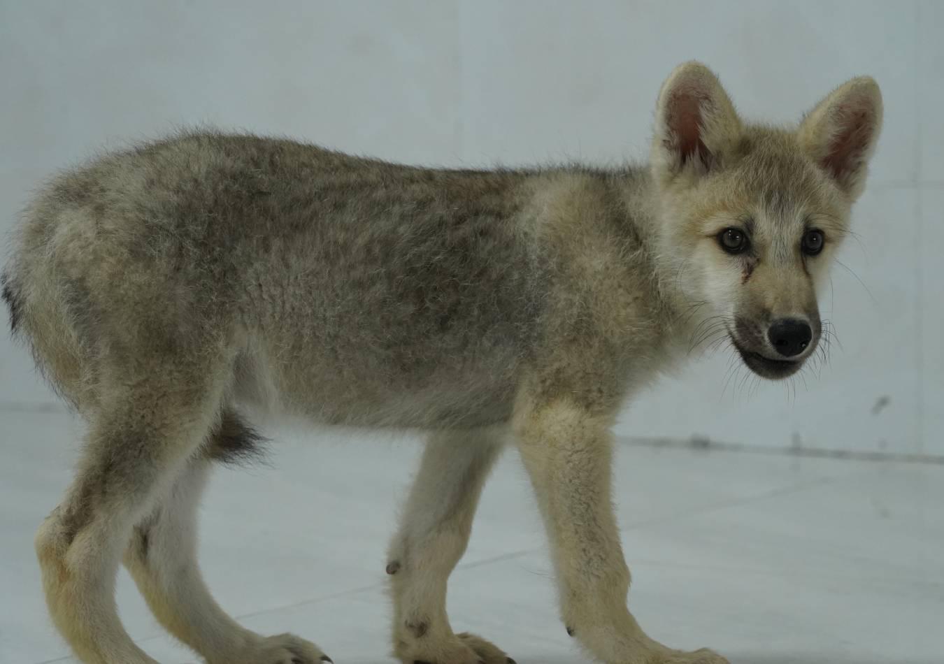 Logran clonar a un lobo salvaje ártico (Foto: Sinogene Biotechnology Co)