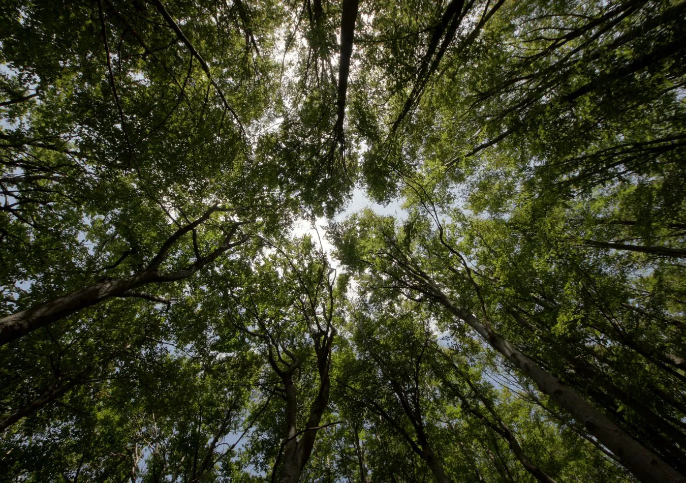 Medio ambiente (Foto: Canva)