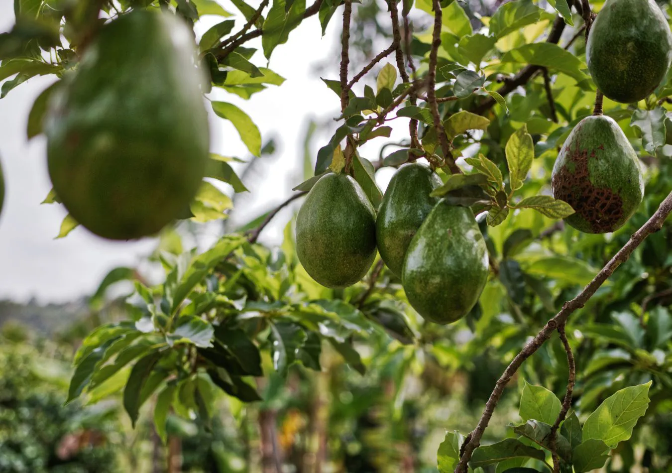 Argenchina - 2024-12-03T091310.090