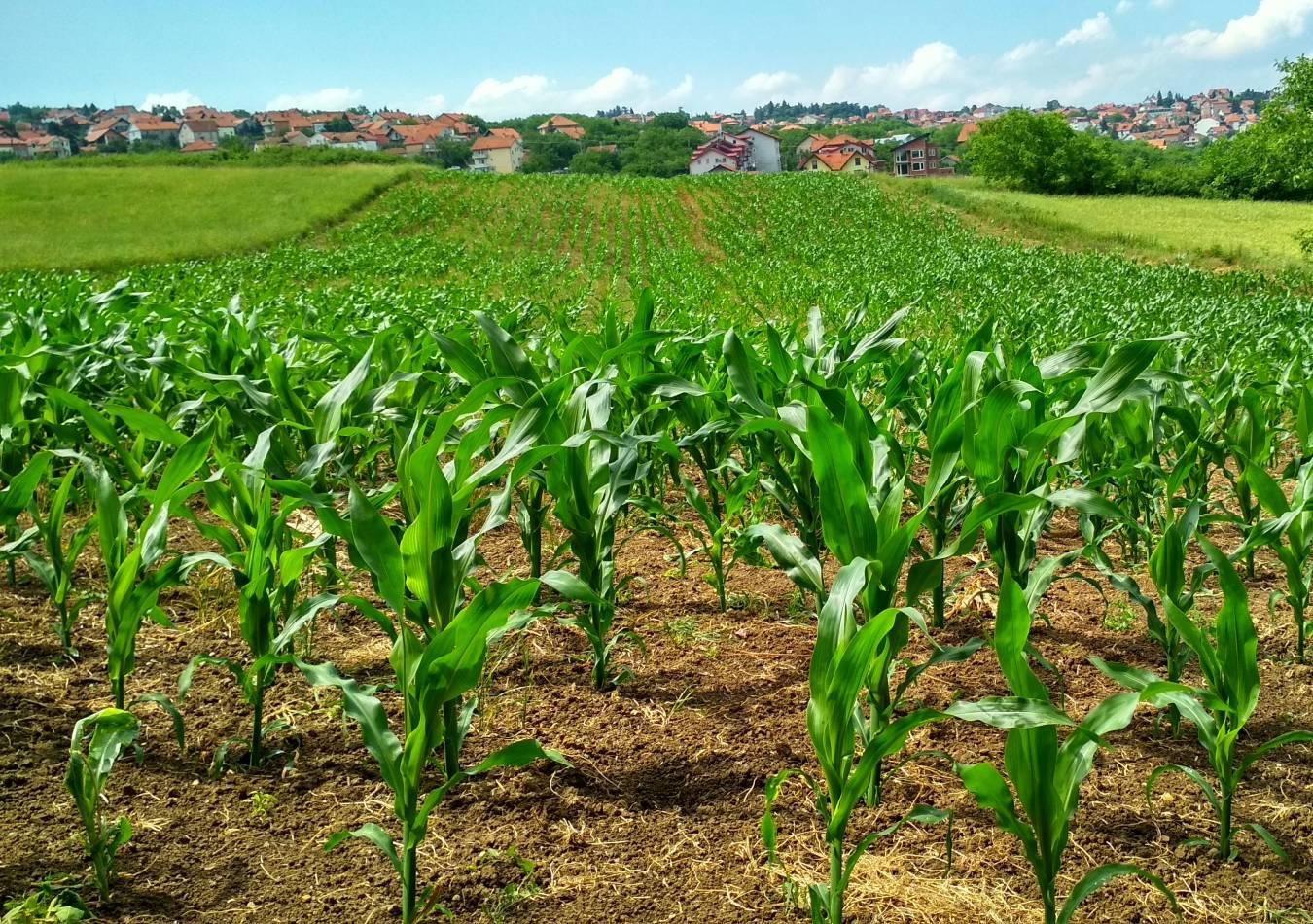 Agricultura (Foto: Pexels)